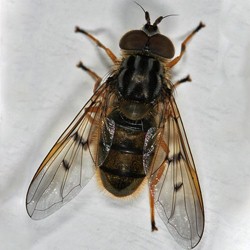 Ferdinandea cuprea
